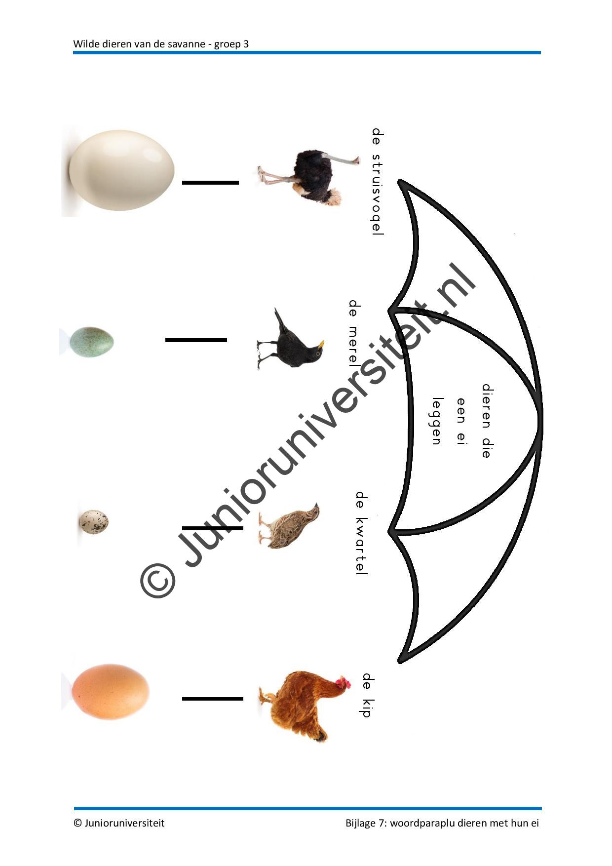 Wilde dieren - Afbeelding 10