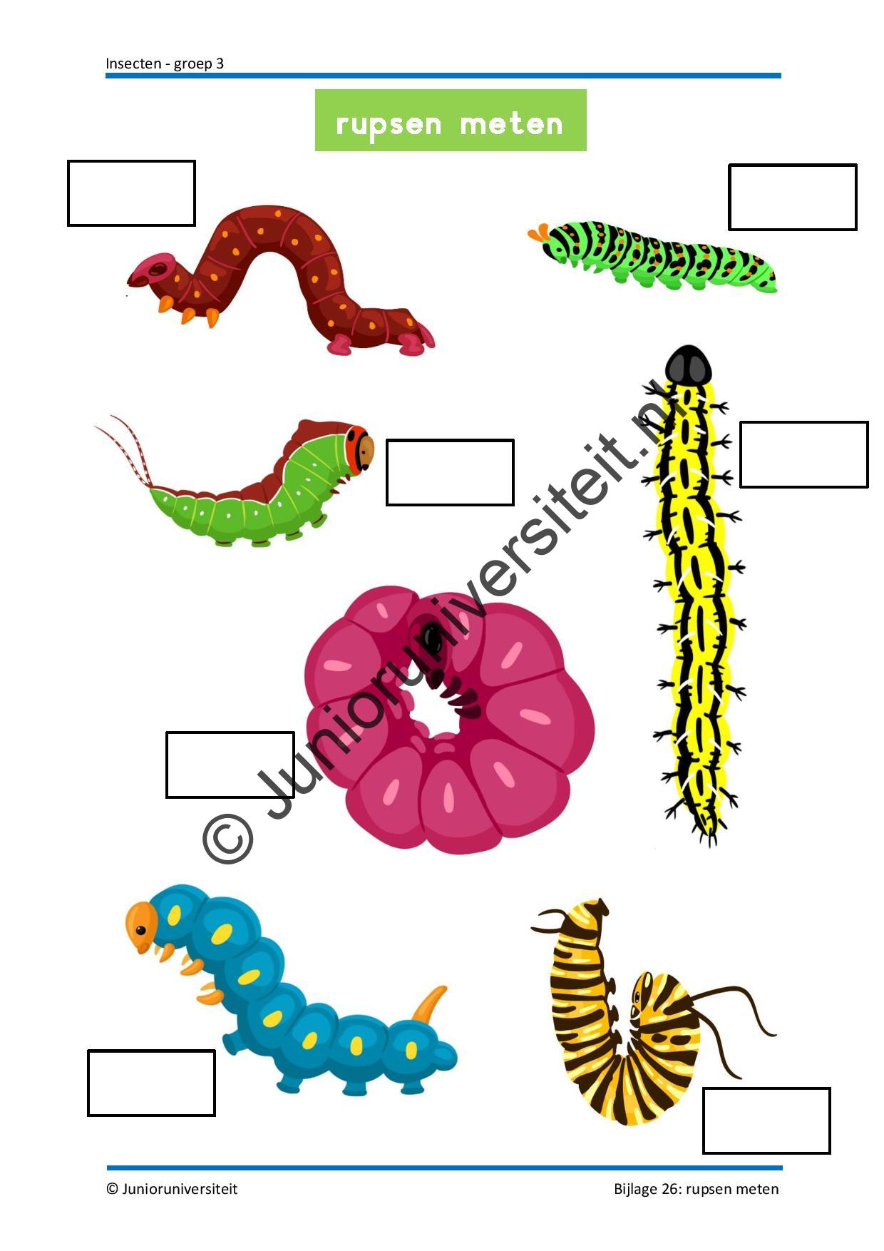 Insecten - Afbeelding 12