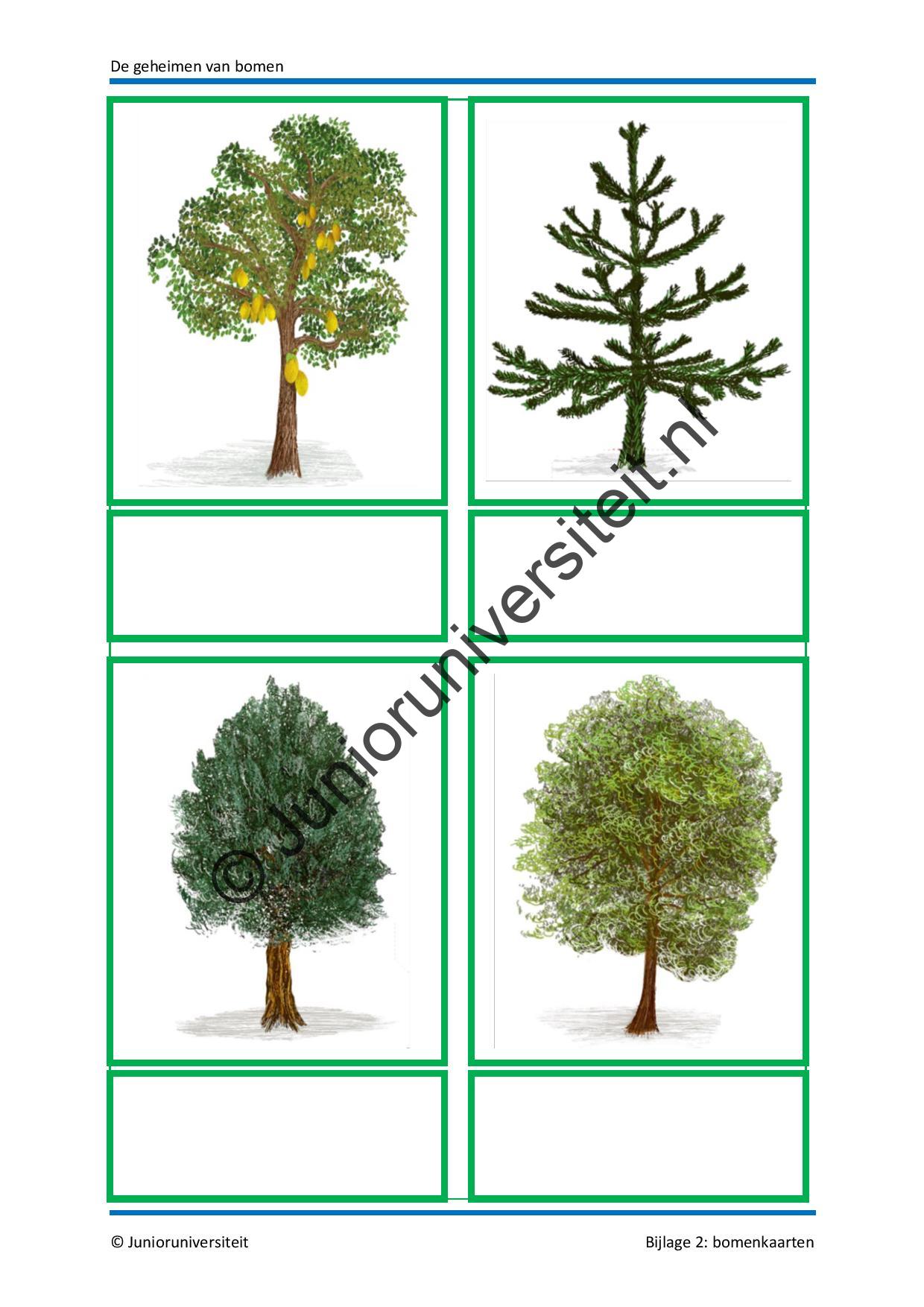 De geheimen van bomen - Afbeelding 10