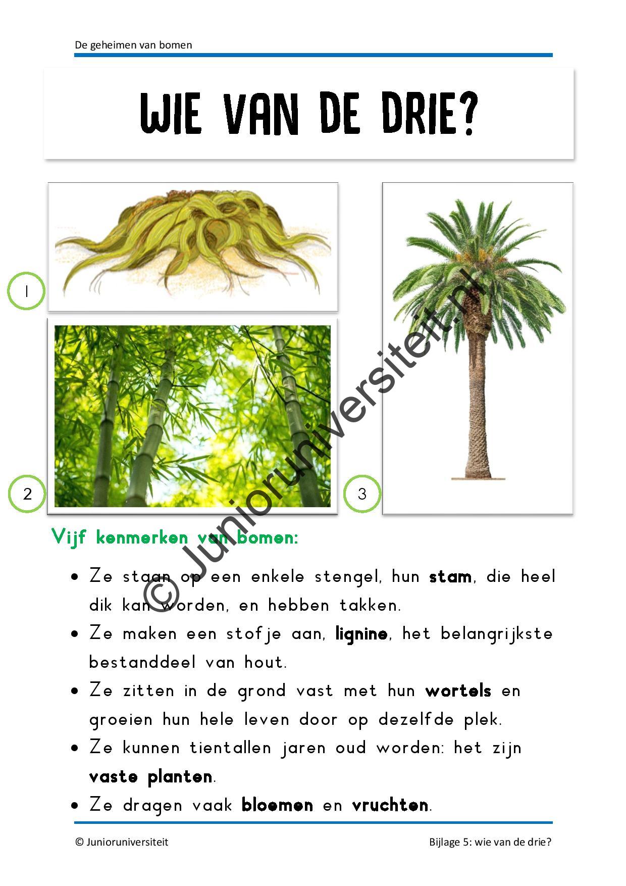 De geheimen van bomen - Afbeelding 11