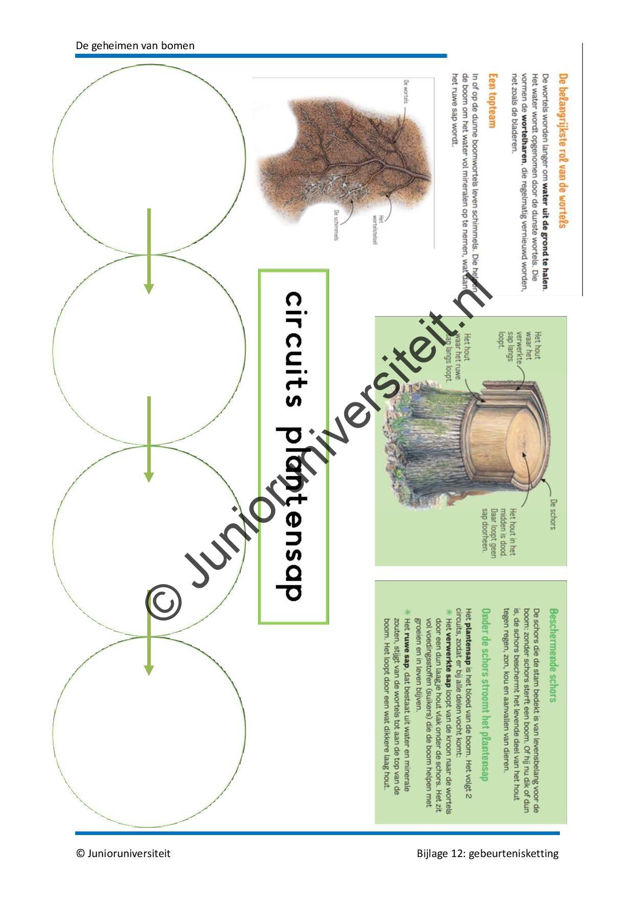 De geheimen van bomen - Afbeelding 12