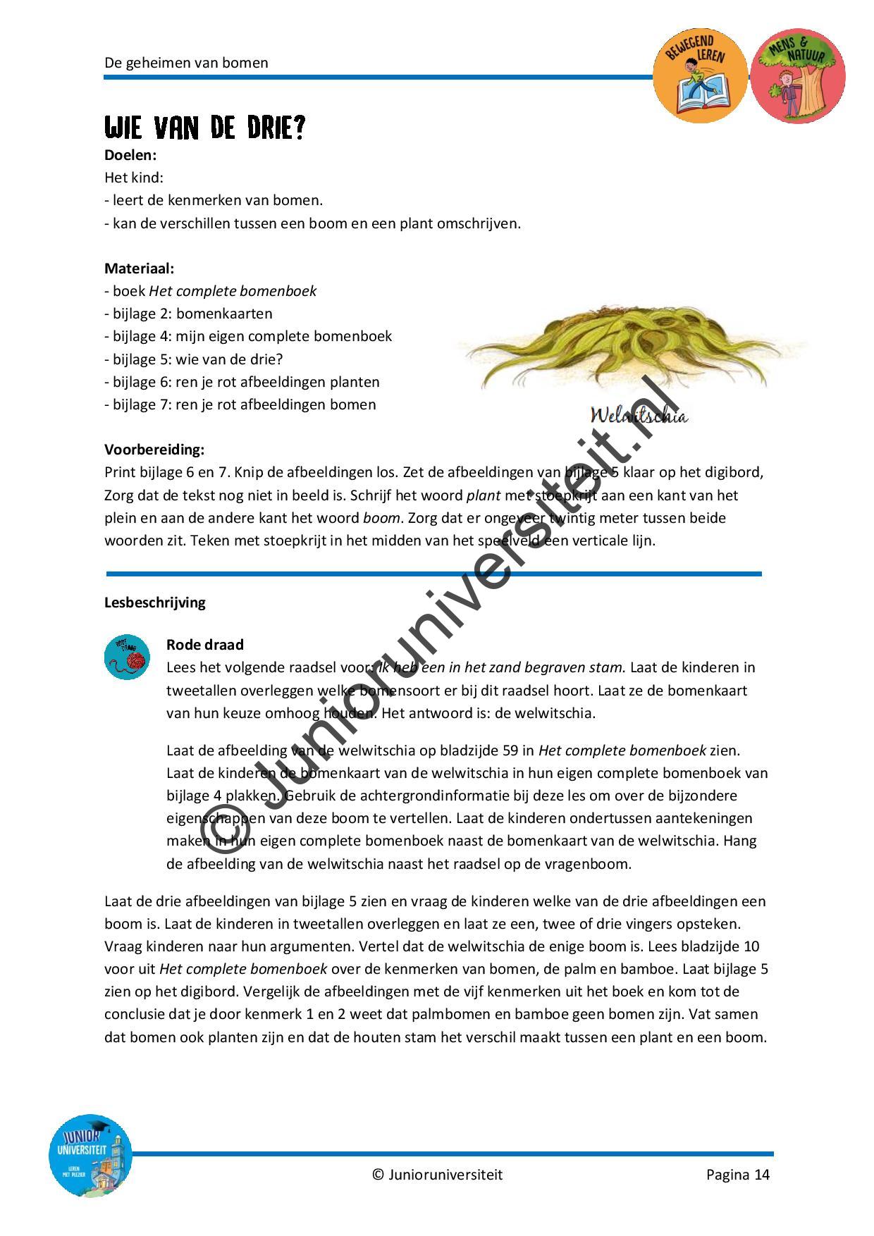 De geheimen van bomen - Afbeelding 8