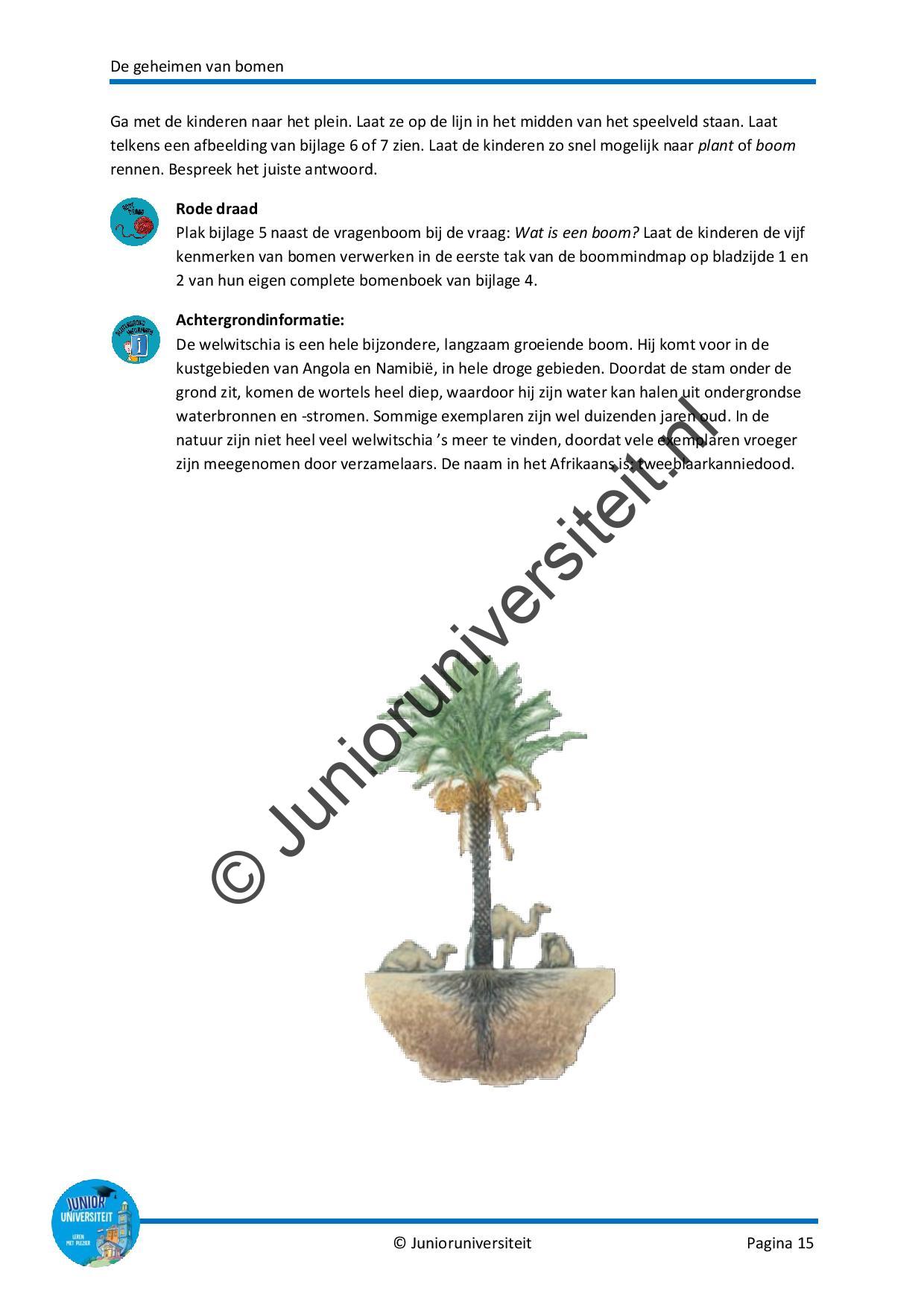 De geheimen van bomen - Afbeelding 9