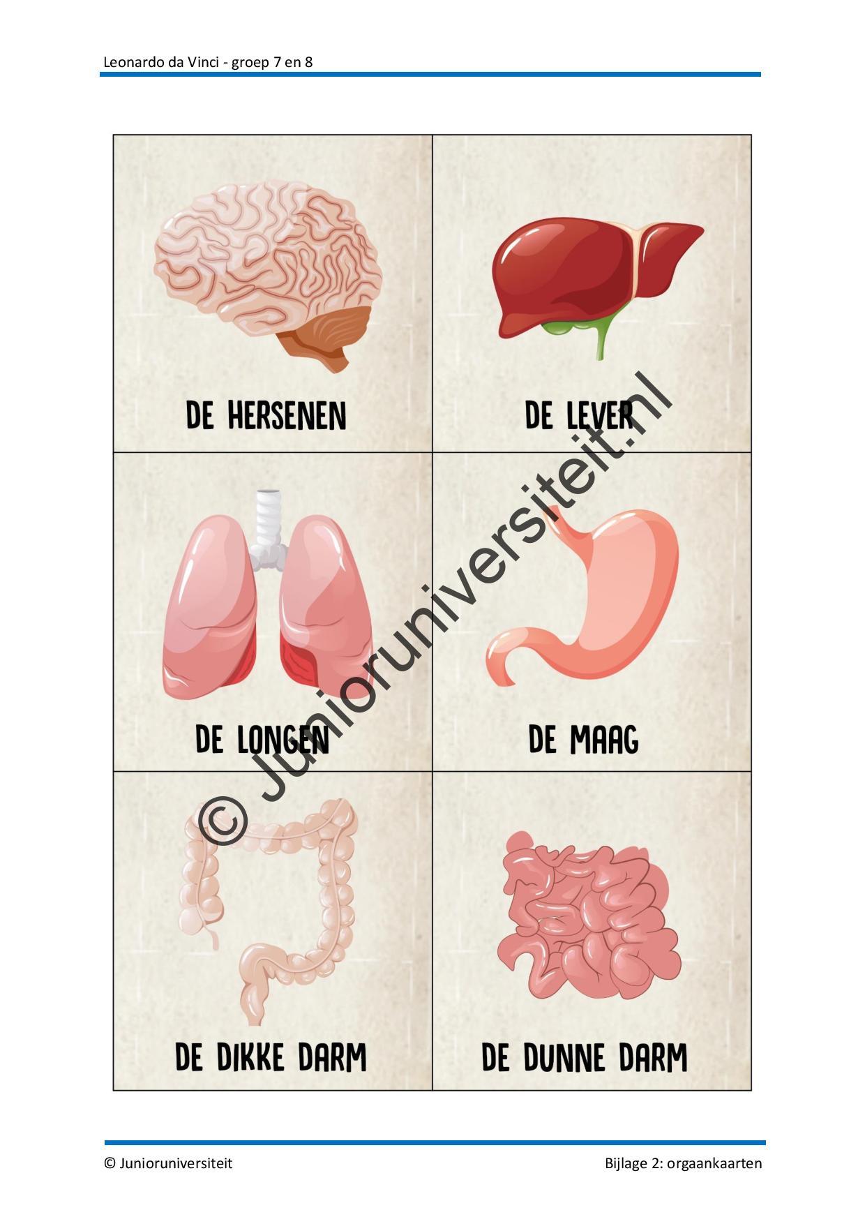 Leonardo da Vinci - groep 7-8 - Afbeelding 9
