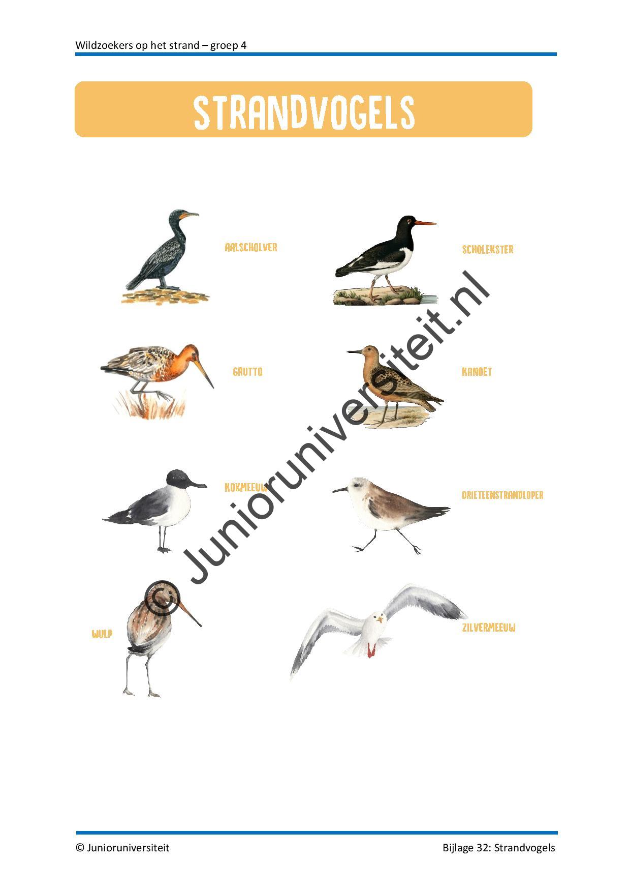 Wildzoekers op het strand - groep 4 - Afbeelding 13