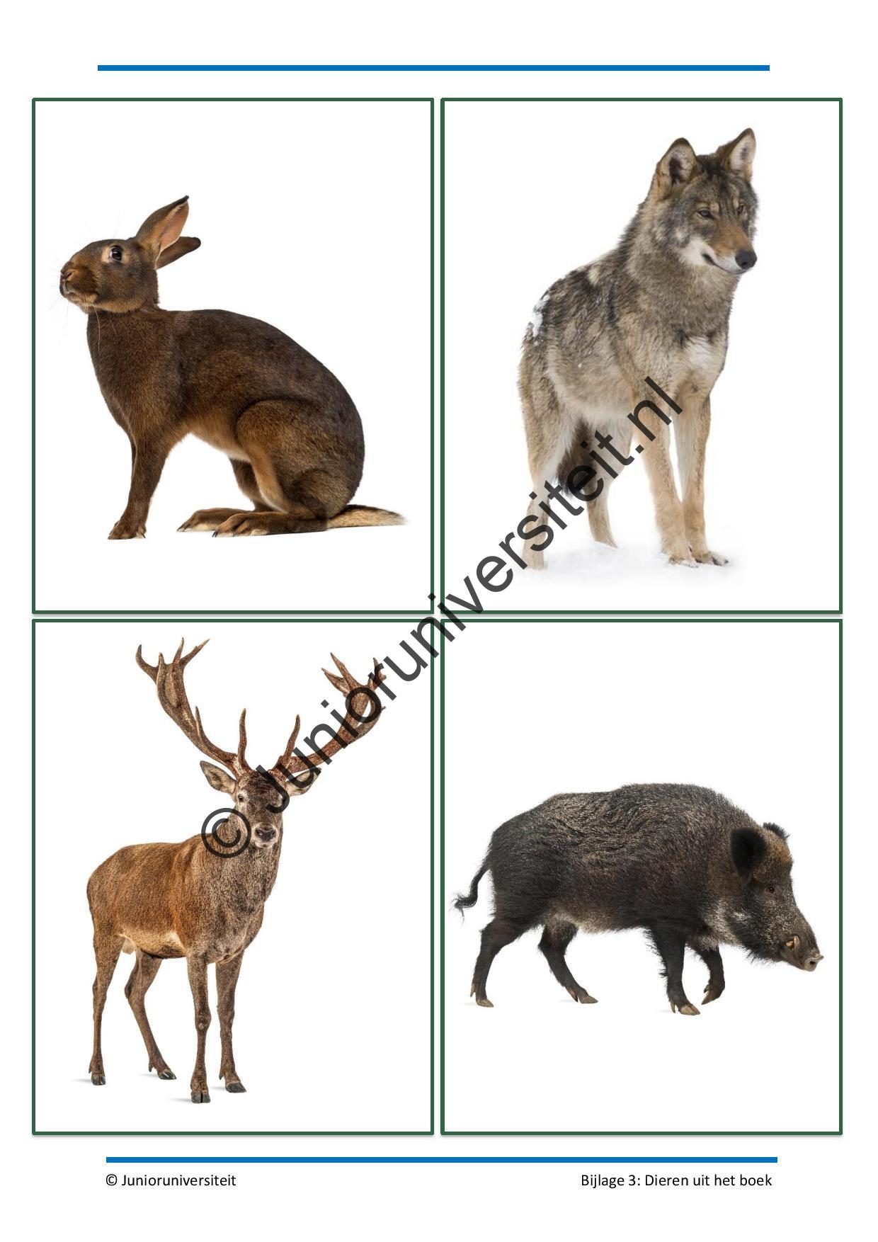 Boekbite: De wolf en ik - Afbeelding 8