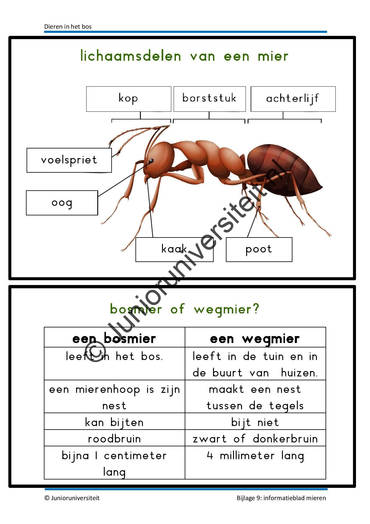 Dieren in het bos - groep 3 - Afbeelding 9